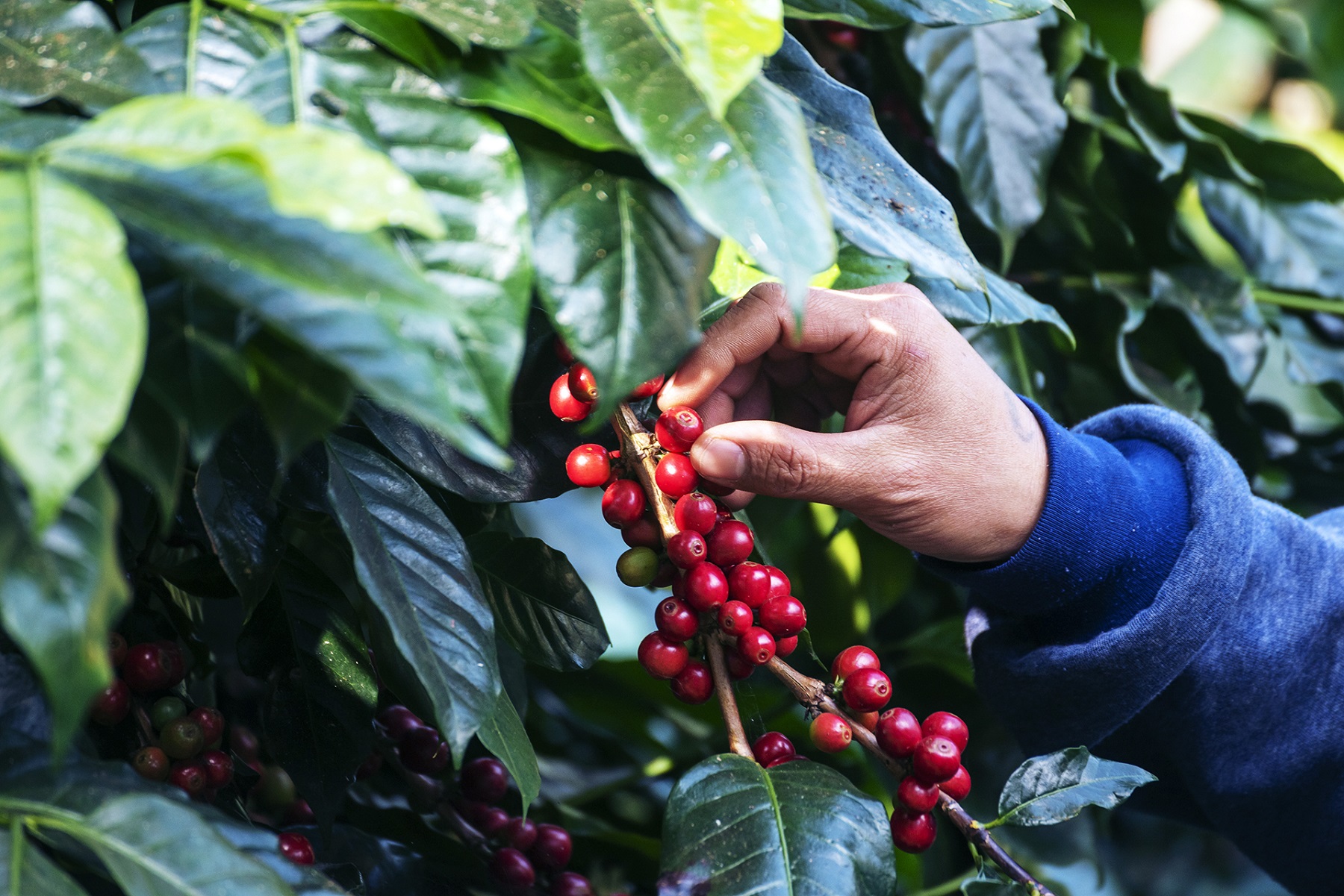 Atraso em colheita impacta exportações do café
