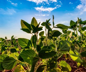 Preços dos fertilizantes melhoram para produtor brasileiro